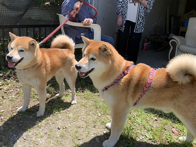 キンちゃんと源太くん