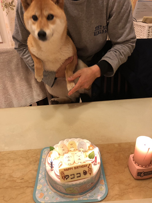 2歳のお誕生日ケーキを前にする柴犬ココちゃん