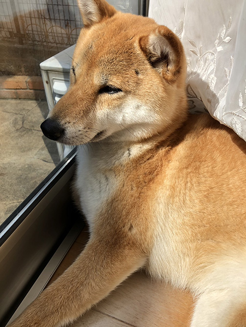 窓際で観察する柴犬ココちゃん