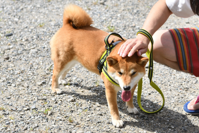 飼い主様に撫でられるモモちゃん