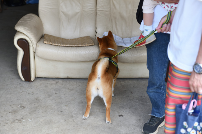初めて飼い主様と会った場所の匂いを嗅ぐモモちゃん