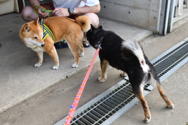 お父さんの黒柴二郎君とモモちゃん