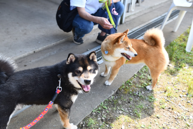 娘と会えて嬉しそうな黒柴二郎君