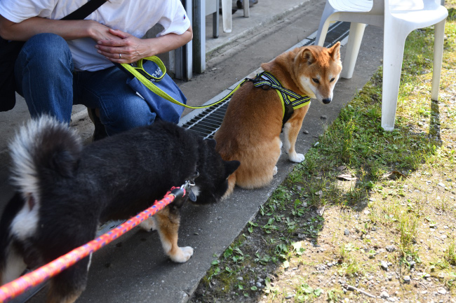 娘のお尻の匂いを嗅ぐ黒柴二郎君