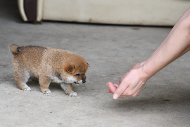 黒柴チコちゃんのオスの子と飼い主様との触れ合い
