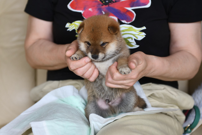 黒柴チコちゃんのオスの子犬の見学の様子