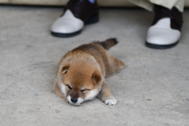 コンクリートの床でベターっと寝入る柴犬の子犬