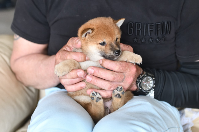 黒柴花ちゃんのメスの子犬の見学の様子