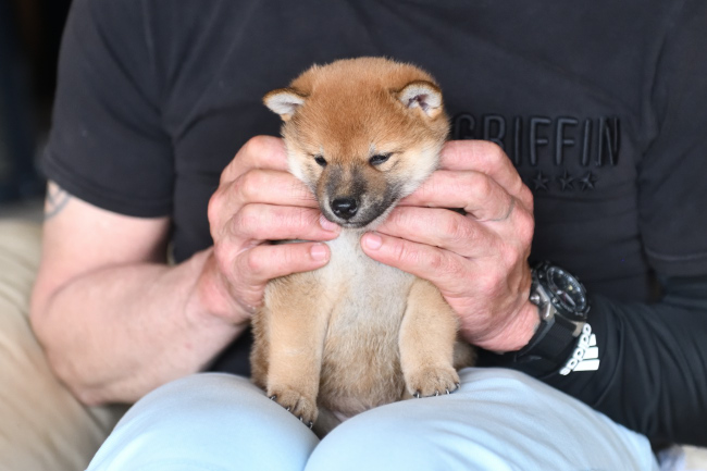 黒柴花ちゃんのメスの子犬の見学の様子