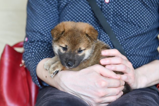 黒柴花ちゃんのオスの子犬の見学の様子（万丈くん）