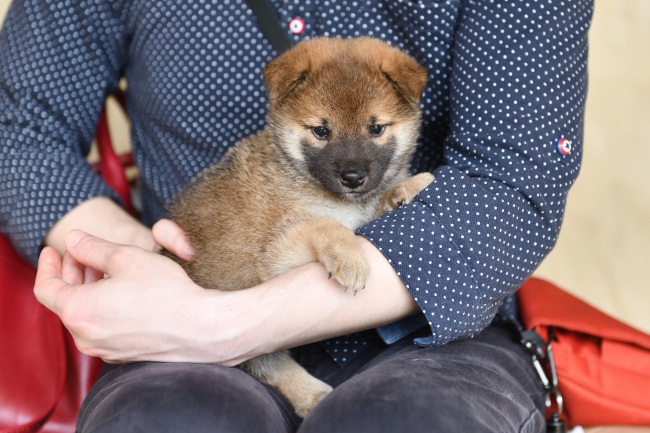 黒柴花ちゃんのオスの子犬の見学の様子（万丈くん）