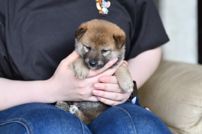 黒柴チコちゃんの子のメスの子犬の見学の様子
