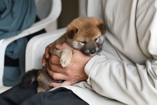 黒柴チコちゃんの子のメスの子犬の見学の様子