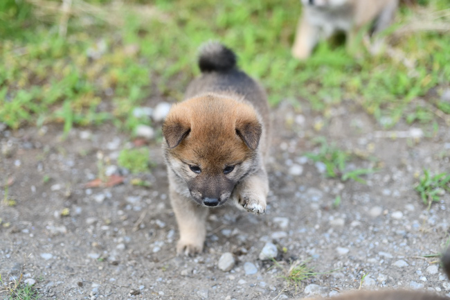 赤柴オスの子犬