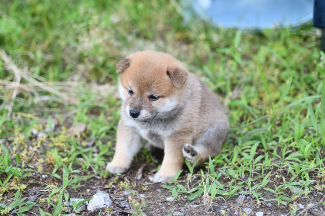 お尻をズリズリ柴犬の子犬