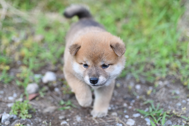 オスの柴犬の子犬