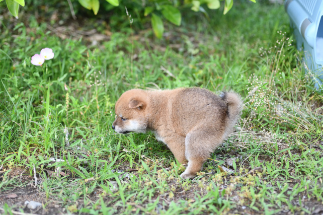 柴犬の子犬のウンチングスタイル