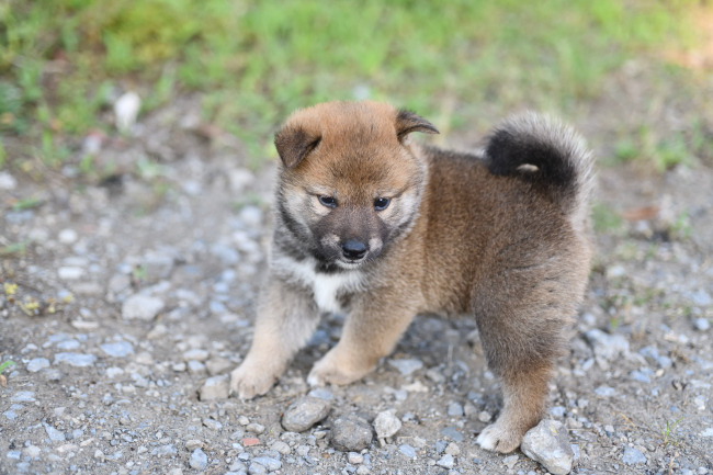柴犬メスの子犬