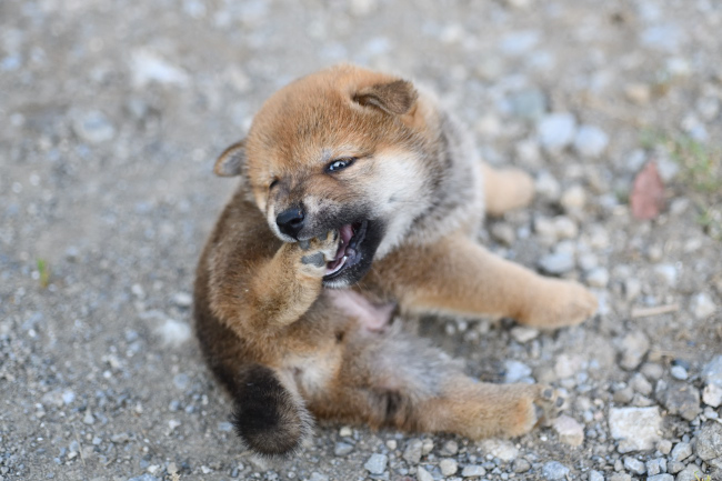 後ろ足を噛む柴犬の子犬