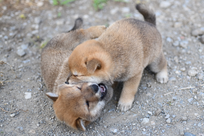 じゃれ合うオスの柴犬の子犬