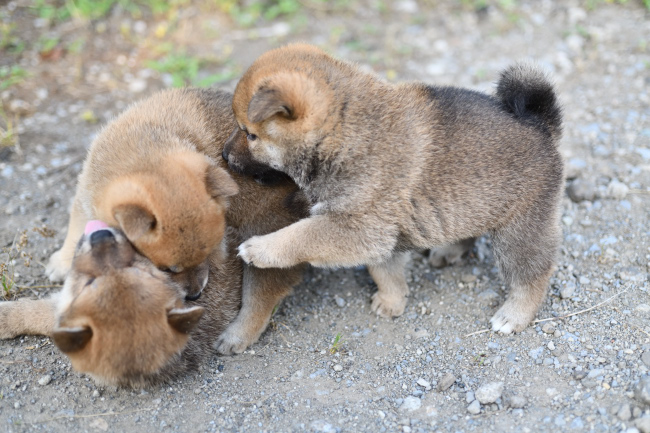 じゃれ合う柴犬の子犬たち