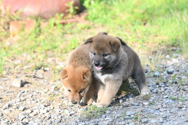 赤柴の子犬たち