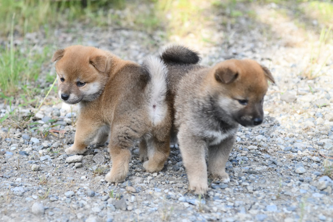 見学受け付け中の赤柴オスの子犬