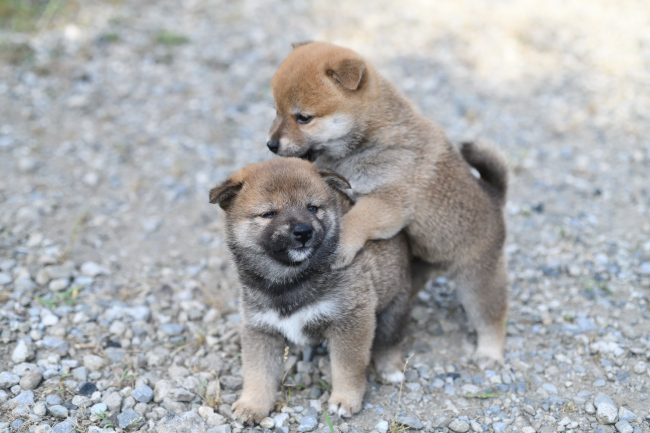じゃれ合う柴犬兄弟