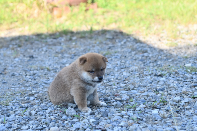 赤柴オスの子犬