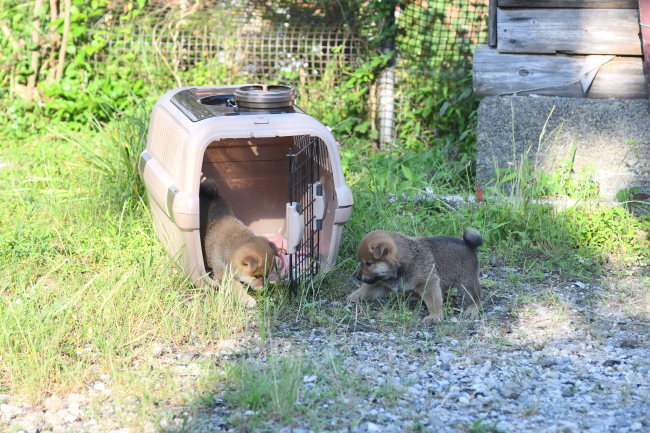 ケージの中に入りたい柴犬の子犬