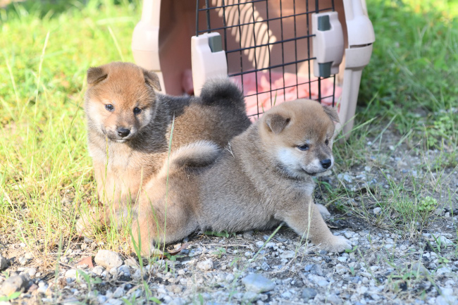 ポーズを決める柴犬の子犬たち
