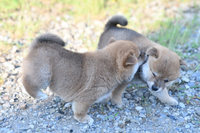 じゃれ合う赤柴オスの子犬