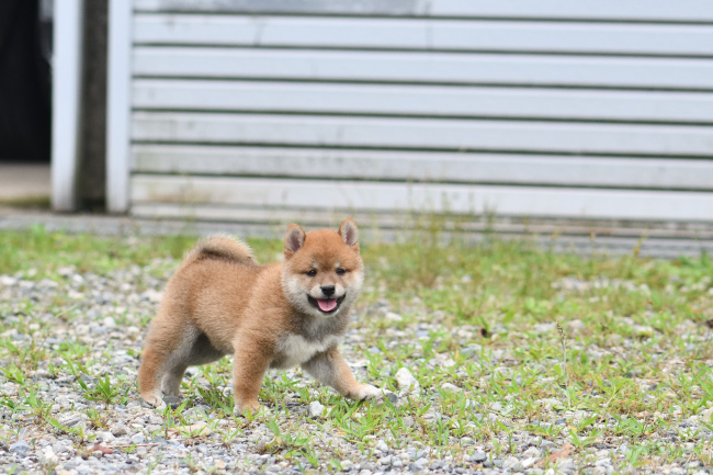 ニコニコ笑顔で歩く柴犬の子犬