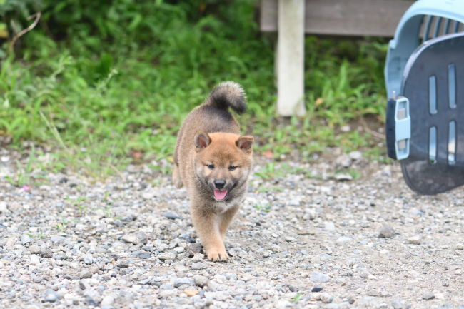 柴犬の子犬の追いかけっこ