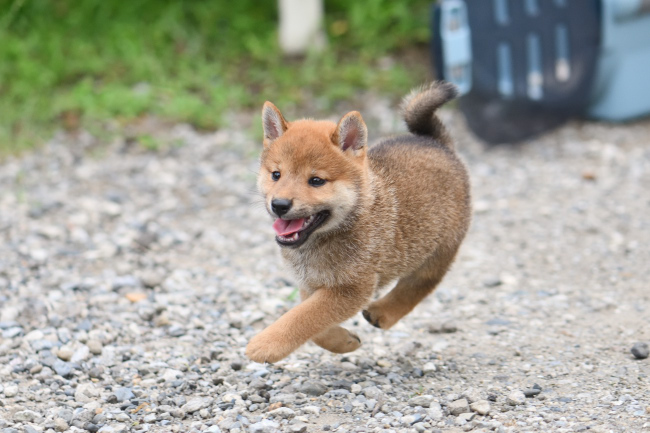 空中浮揚している柴犬の子犬