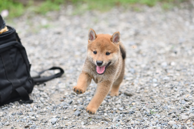 ニコニコ笑顔で走る柴犬の子犬