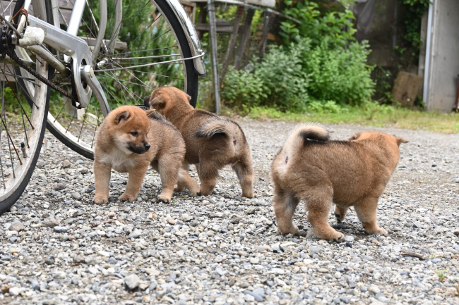 外で遊ぶ3匹の柴犬の子犬