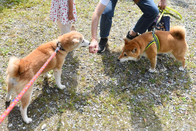 お母さんの美里とモモちゃんの再会