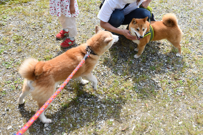 お母さんの美里とモモちゃんの再会