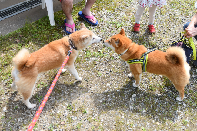 鼻キッスでコミュニケーションする柴犬親子