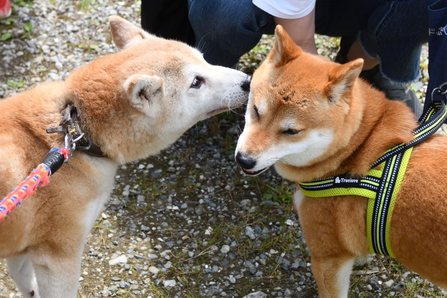 柴犬美里と娘のモモちゃん