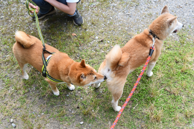お母さんの美里のお尻の匂いを嗅ぐモモちゃん