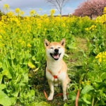 菜の花畑の中で満面の笑顔の柴犬レオちゃん