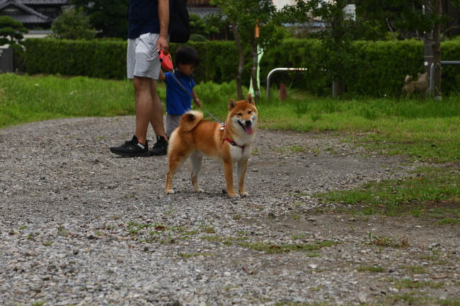 柴犬虎太郎くんの写真