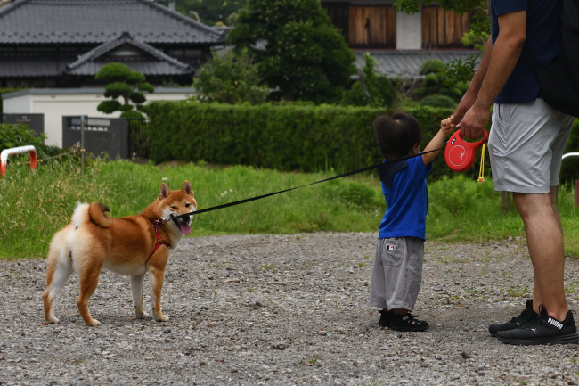 すっかり家族の一員柴犬虎太郎くん