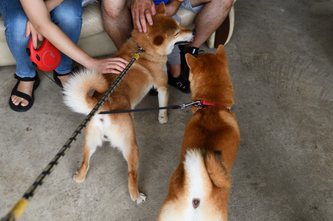 飼い主様と挨拶する菊次郎くん