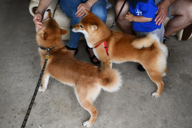お父さんの態度に不満げな虎太郎くん