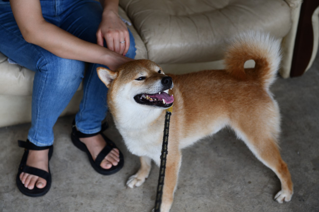 飼い主様に挨拶出来て満足げの菊次郎くん