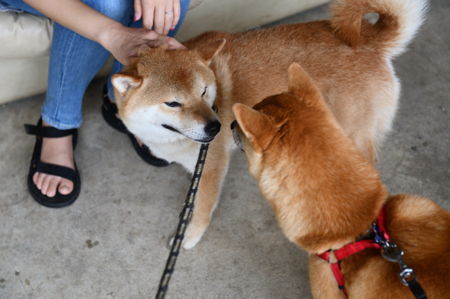息子に甘え方を教える菊次郎くん