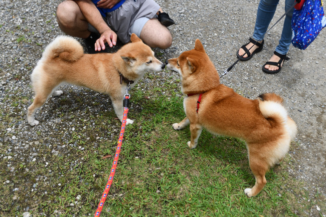 お母さんのムギと虎太郎くんの再会
